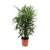 Steckenpalme – Rhapis excelsa – Ø 27 cm · 120 cm