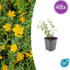 Johanniskraut ‚Peter Dummer' – Hypericum × dummeri