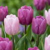 Tulpe ‚Prince Mix' – Tulipa – 40 Stück