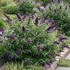 Schmetterlingsstrauch ‚Black Night' – Buddleja davidii – Lila