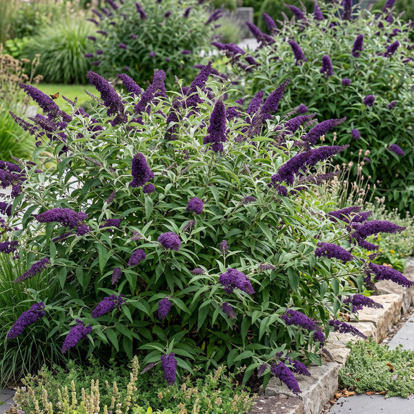 Schmetterlingsstrauch ‚Black Night' – Buddleja davidii – Lila