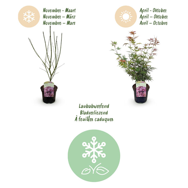 Japanischer Ahorn ‚Jerre Schwartz' – Acer palmatum – Ansicht 4
