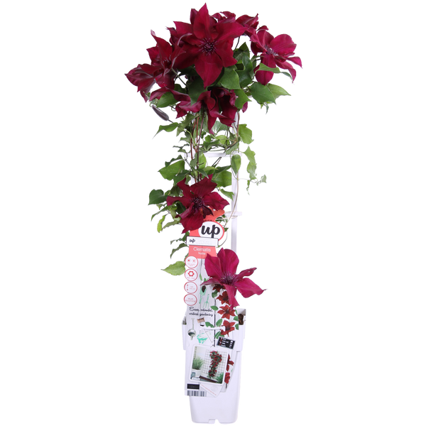 Waldrebe ‚Nubia' – Clematis – Ansicht 3