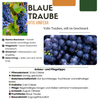 Weinrebe – Vitis vinifera – Ansicht 8