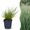 Rutenhirse ‚Northwind' – Panicum virgatum
