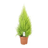 Zitronenzypresse ‚Goldcrest Wilma' – Cupressus macrocarpa