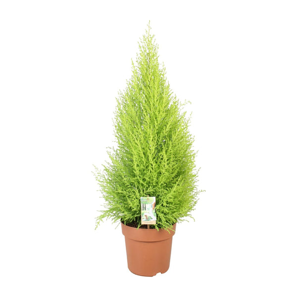 Zitronenzypresse ‚Goldcrest Wilma' – Cupressus macrocarpa
