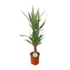 Palmlilie – Yucca – Ø 21 cm · 90 cm