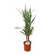 Palmlilie – Yucca – Ø 21 cm · 90 cm