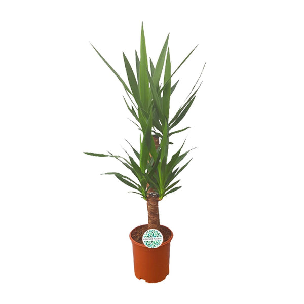 Palmlilie – Yucca – Ø 21 cm · 90 cm