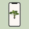 Alocasia gageana ‚California'