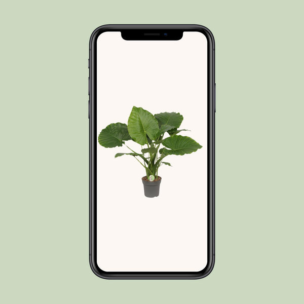 Alocasia gageana ‚California'