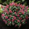 Rispenhortensie ‚Living Infinity' – Hydrangea paniculata – Ansicht 6