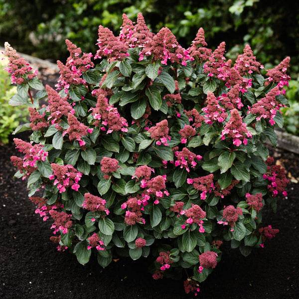 Rispenhortensie ‚Living Infinity' – Hydrangea paniculata – Ansicht 6