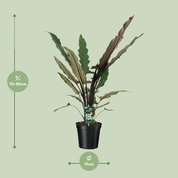 Alocasia lauterbachiana – Ansicht 7