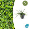 Kriechspindel ‚Minimus' – Euonymus fortunei – 6 Stück