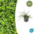 Kriechspindel ‚Minimus' – Euonymus fortunei – 6 Stück