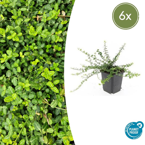 Kriechspindel ‚Minimus' – Euonymus fortunei – 6 Stück