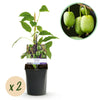 Kiwibeere ‚Issai' – Actinidia arguta – Ø 11 cm · 40 cm