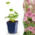 Sterndolde – Astrantia major – Ø 11 cm · 15–25 cm, Weiß-Rosa
