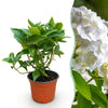 Hortensie – Hydrangea macrophylla