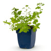Katzenminze – Nepeta × faassenii – Ansicht 2