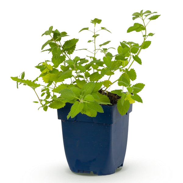 Katzenminze – Nepeta × faassenii – Ansicht 2