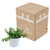 Speckbaum – Portulacaria afra – Ansicht 3