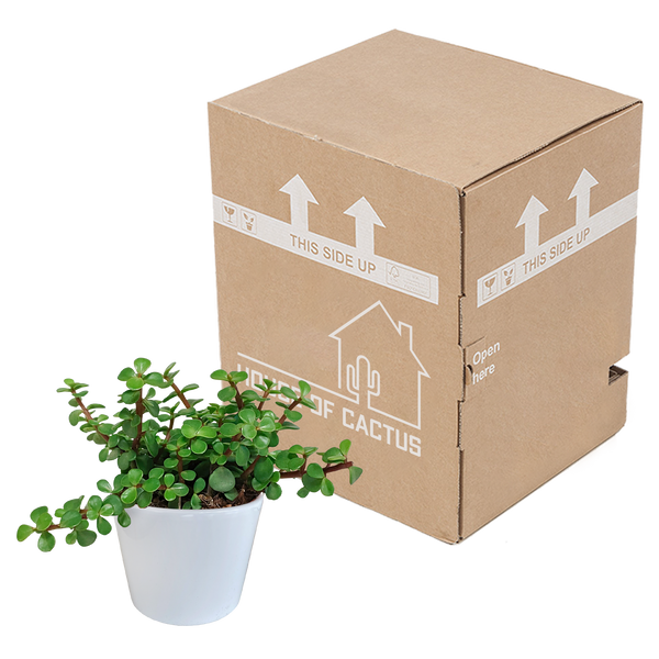 Speckbaum – Portulacaria afra – Ansicht 3