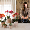 Schmetterlingsorchidee ‚Blossom Congo' – Phalaenopsis – Ansicht 13