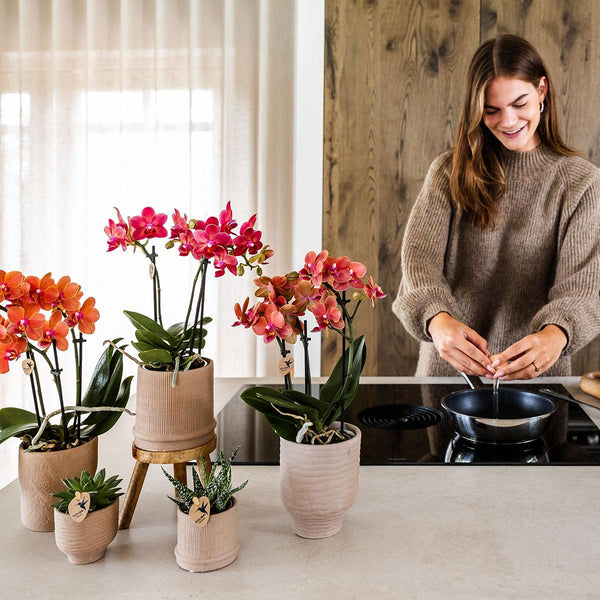 Schmetterlingsorchidee ‚Blossom Congo' – Phalaenopsis – Ansicht 13
