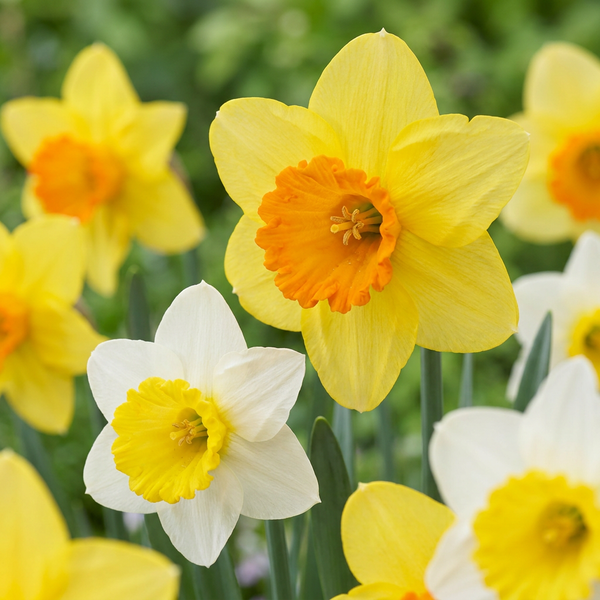 Großkronige Narzissen-Mischung – Narcissus