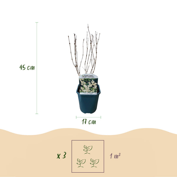 Zierliche Deutzie – Deutzia gracilis – Ansicht 3