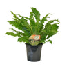 Nestfarn ‚Campio' – Asplenium nidus