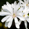 Stern-Magnolie ‚Royal Star' – Magnolia stellata – Ansicht 4