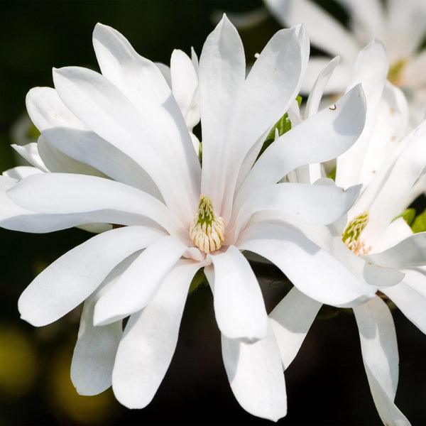 Stern-Magnolie ‚Royal Star' – Magnolia stellata – Ansicht 4