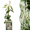 Schling-Knöterich – Fallopia aubertii