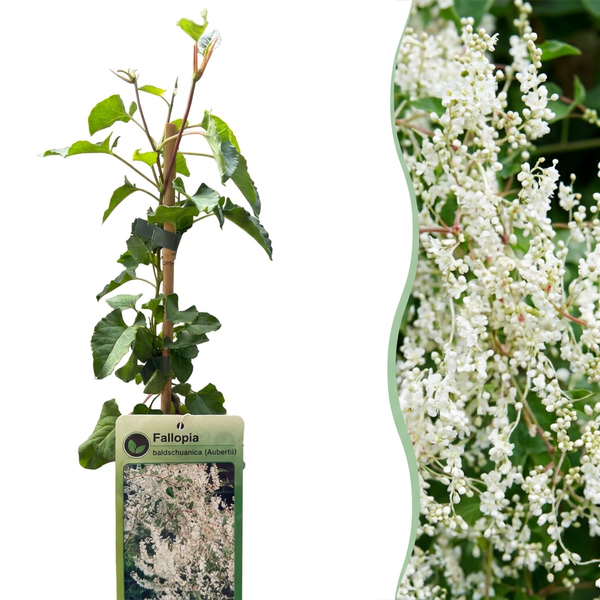 Schling-Knöterich – Fallopia aubertii