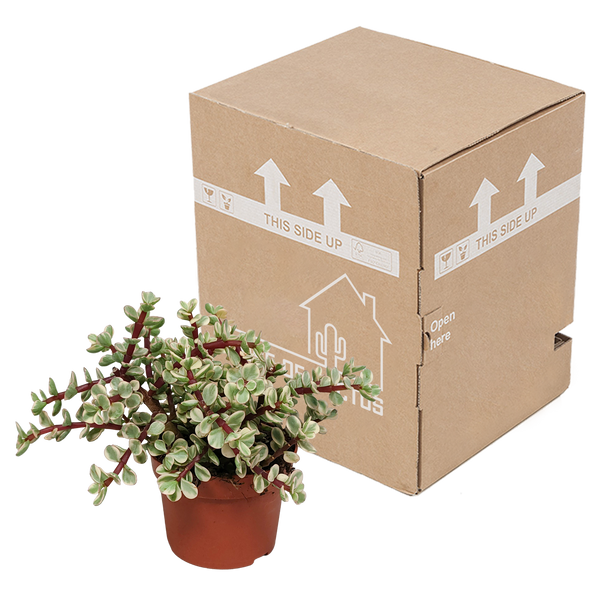 Elefantenbusch ‚Variegata‘ – Portulacaria afra – Ansicht 3