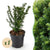 Eibe – Taxus baccata – 8 Stück