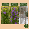 Waldrebe ‚The President' – Clematis – Ansicht 6