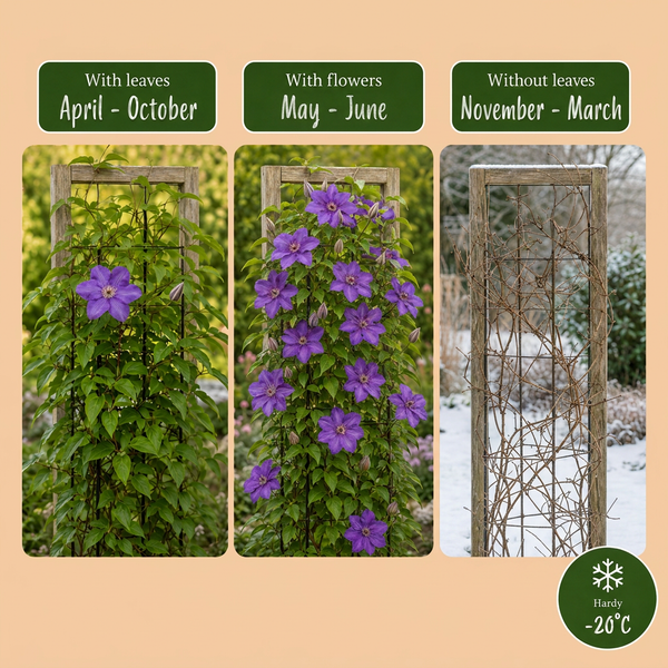 Waldrebe ‚The President' – Clematis – Ansicht 6