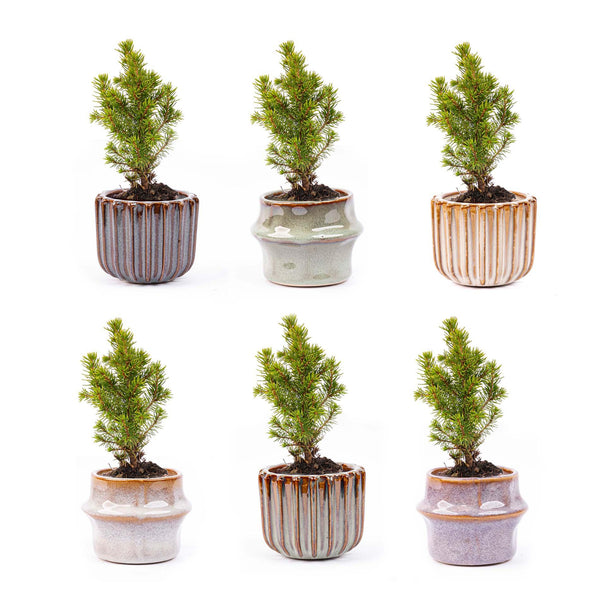 Mini-Weihnachtsbaum-Set mit Topfset Barcelona
