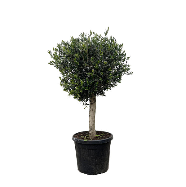 Olivenbaum ‚Lorc' – Olea europaea