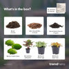 Flaschengarten-Set „Calathea makoyana“ – Nachfüll- und Starterpaket 2 – Ansicht 2