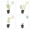 Katzenminze ‚Walker's Low' – Nepeta × faassenii – Ansicht 5