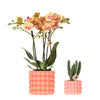 Pflanzen-Set „Poppy Orange" – Phalaenopsis ‚Jamaica' und Sukkulente