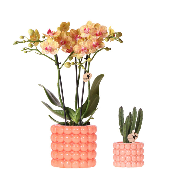 Pflanzen-Set „Poppy Orange" – Phalaenopsis ‚Jamaica' und Sukkulente