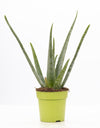 Sukkulenten-Set – Aloe vera, Bogenhanf & Wolfsmilch mit Übertöpfen – im Set enthalten: Aloe vera
