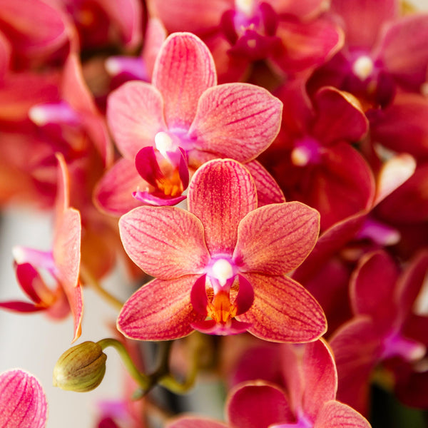 Schmetterlingsorchidee ‚Blossom Congo' – Phalaenopsis – Ansicht 2